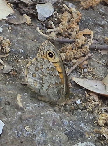 Wall Brown