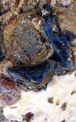 Neoamphicyclus mutans