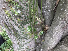 Cinnamomum yabunikkei