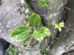 Cinnamomum yabunikkei