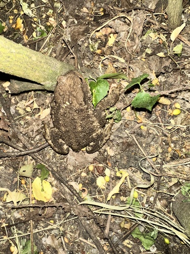 European Toad