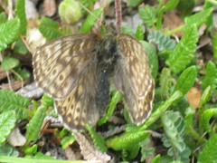 Boloria alberta