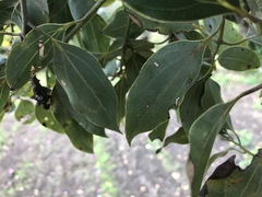Cinnamomum yabunikkei