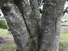 Cinnamomum yabunikkei