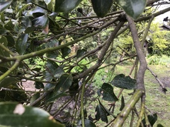 Cinnamomum yabunikkei