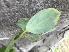 Cinnamomum yabunikkei