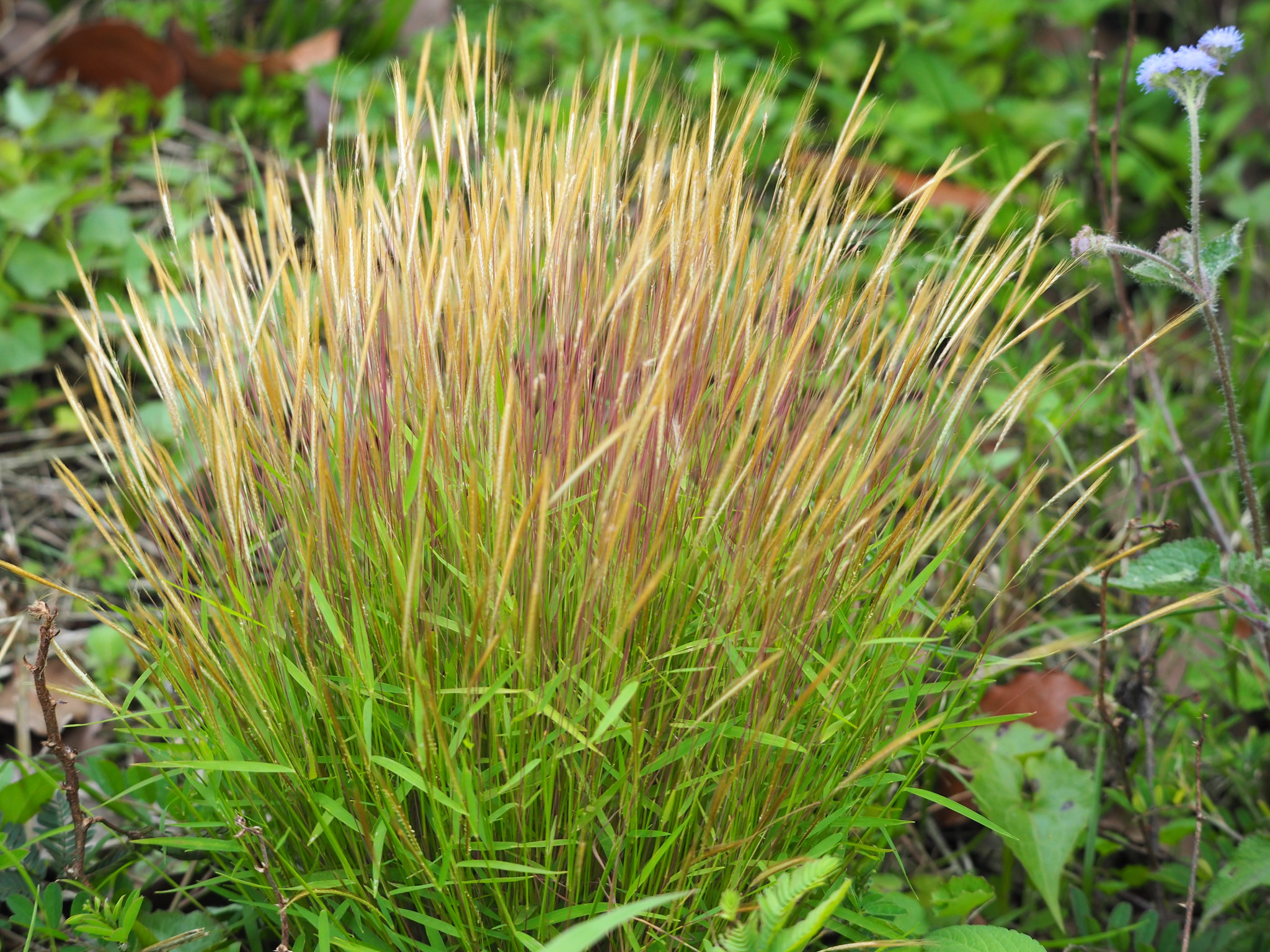Pogonatherum crinitum