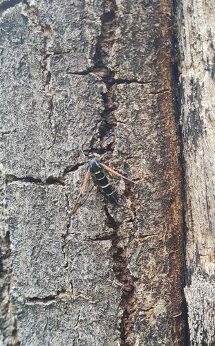 oak clearwing