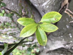 Cinnamomum yabunikkei