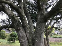 Cinnamomum yabunikkei