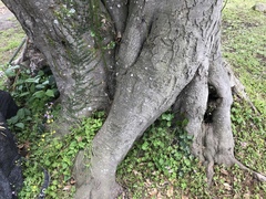 Cinnamomum yabunikkei