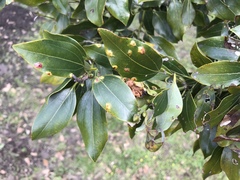 Cinnamomum yabunikkei