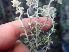 Plecostachys serpyllifolia, photograph (c) Nicola van Berkel, some rights reserved (CC BY-SA)