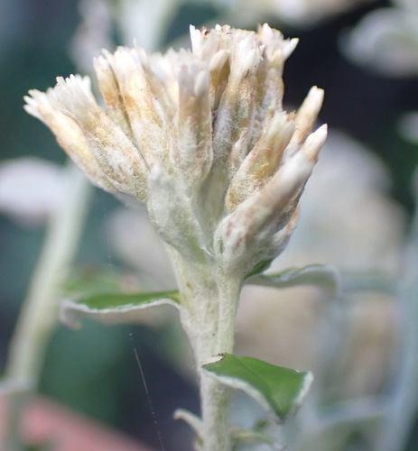 Plecostachys serpyllifolia, photograph 5