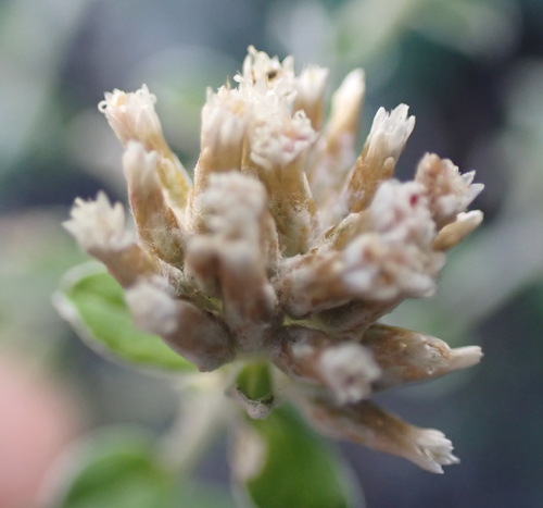 Plecostachys serpyllifolia, photograph 4