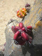 Cereeae