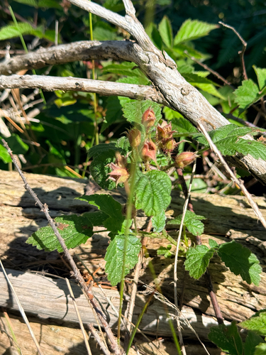 trailing blackberry