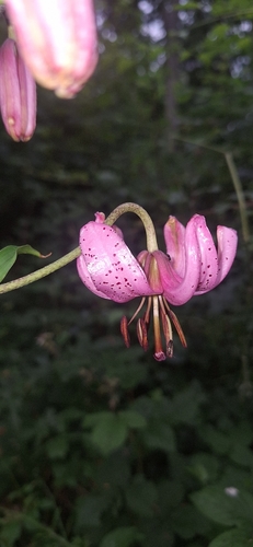 Martagon Lily