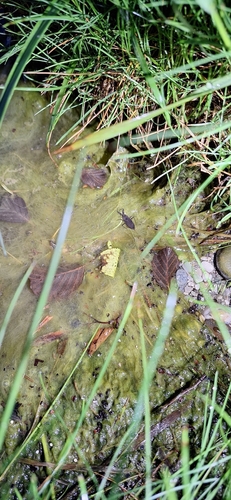 Eurasian Water Scorpion