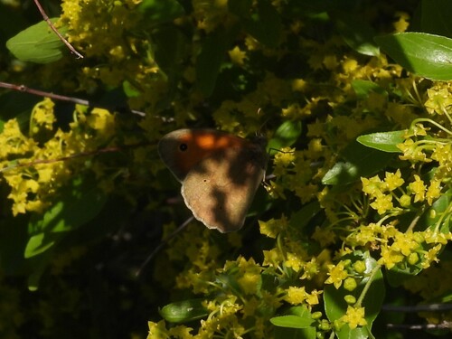 Meadow Brown