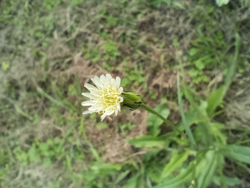 white flatweed
