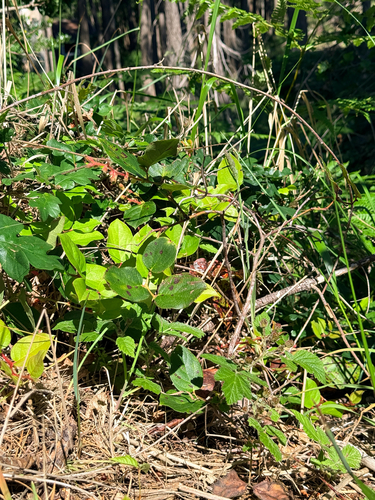 salal