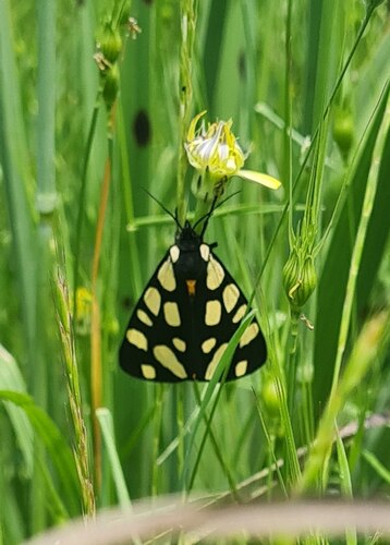 Cream-spot Tiger