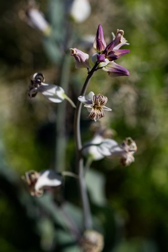 lyreleaf jewelflower
