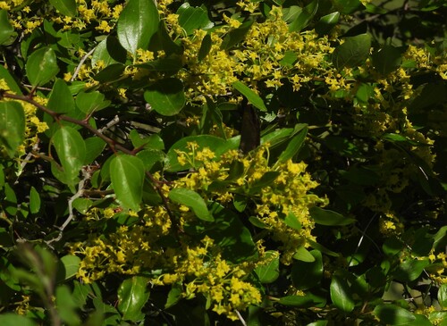 Jerusalem Thorn