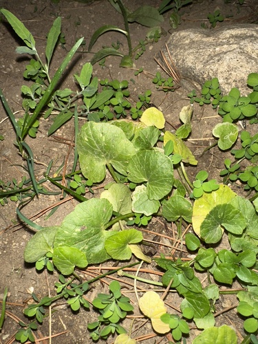 lesser celandine