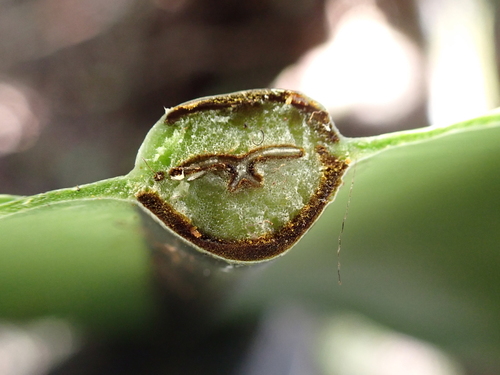 Asplenium nidus, 2026-05-25