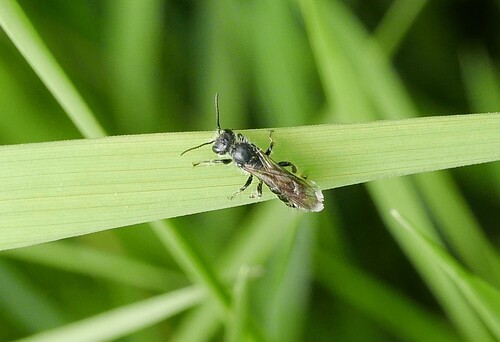 Sleepy Scissor Bee