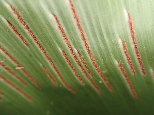 Asplenium nidus, 2026-05-25