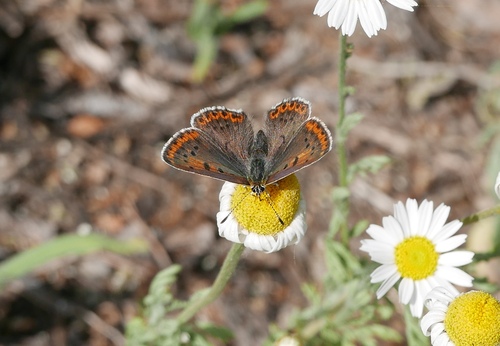 Sooty Copper