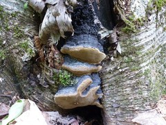 Phellinus lundellii