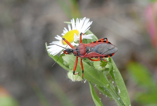 Rhynocoris iracundus