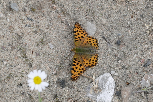 Queen of Spain Fritillary