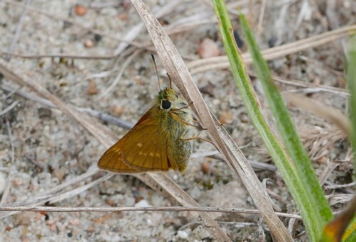 Large Skipper