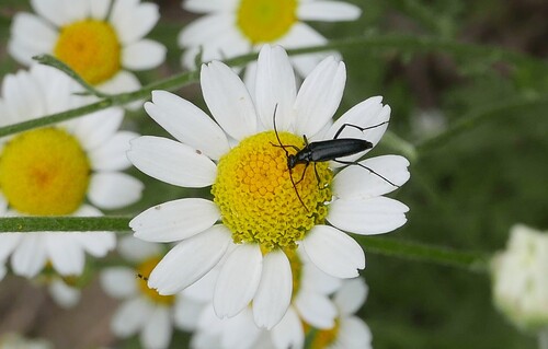 small black longhorn beetle