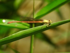 Ceriagrion glabrum