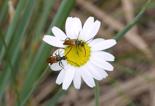 Fairy-ring Longhorn Beetle