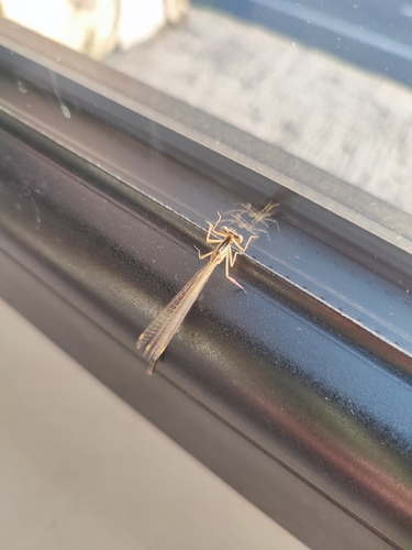 Blue Featherleg