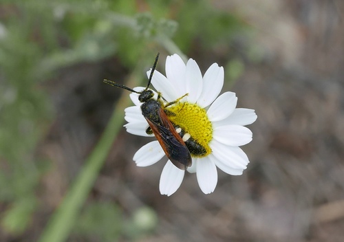 Scolia sexmaculata