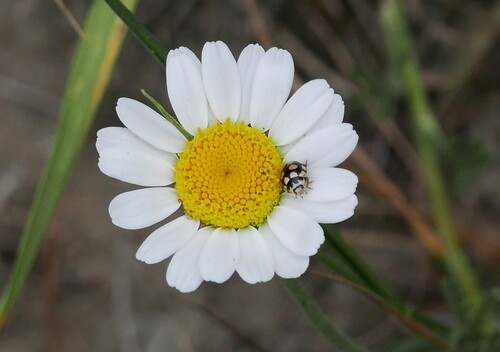 Coccinula quatuordecimpustulata