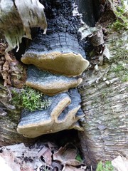 Phellinus lundellii