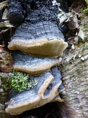 Phellinus lundellii