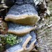 隆氏木層孔菌 - Photo 由 Christian Grenier 所上傳的 (c) Christian Grenier，保留部份權利CC BY-NC