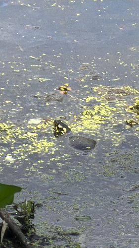 Painted Turtle