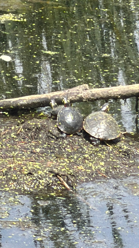 Painted Turtle