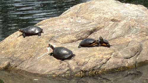 Painted Turtle